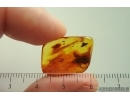 Nice Caddisfly Trichoptera with Mites Acari! Fossil inclusions Baltic amber #15417