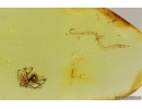 Rare Centipede Chilopoda Geophilidae and Spider Araneae. Fossil inclusions Ukrainian Rovno amber #15418R
