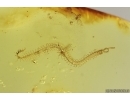 Rare Centipede Chilopoda Geophilidae and Spider Araneae. Fossil inclusions Ukrainian Rovno amber #15418R