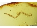 Rare Centipede Chilopoda Geophilidae and Spider Araneae. Fossil inclusions Ukrainian Rovno amber #15418R