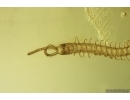 Rare Centipede Chilopoda Geophilidae and Spider Araneae. Fossil inclusions Ukrainian Rovno amber #15418R