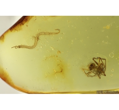 Rare Centipede Chilopoda Geophilidae and Spider Araneae. Fossil inclusions Ukrainian Rovno amber #15418R