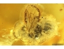 Rare Honey Bee Apoidea. Fossil insect in Baltic amber #15419