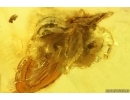 Rare Honey Bee Apoidea. Fossil insect in Baltic amber #15419