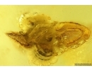 Rare Honey Bee Apoidea. Fossil insect in Baltic amber #15419