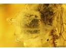 Rare Honey Bee Apoidea. Fossil insect in Baltic amber #15419