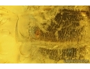 Rare Honey Bee Apoidea. Fossil insect in Baltic amber #15419