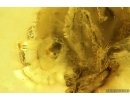 Rare Honey Bee Apoidea. Fossil insect in Baltic amber #15419