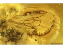 Rare Honey Bee Apoidea. Fossil insect in Baltic amber #15419