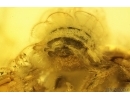 Rare Honey Bee Apoidea. Fossil insect in Baltic amber #15419