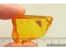 Rare Honey Bee Apoidea. Fossil insect in Baltic amber #15419
