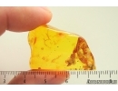 Rare Honey Bee Apoidea. Fossil insect in Baltic amber #15419