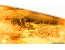 Silverfishes Lepismatidae and Ant Hymenoptera. Fossil inclusions in Ukrainian Rovno amber #15423R
