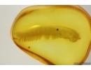 Millipede Diplopoda. Fossil inclusion in Baltic amber #15424