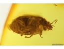 Marsh Beetle Scirtidae. Fossil insect in Baltic amber #15426