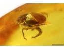 Marsh Beetle Scirtidae. Fossil insect in Baltic amber #15426