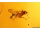 Nice Winged Coccid Coccoidea and More. Fossil insects in Baltic amber #15428