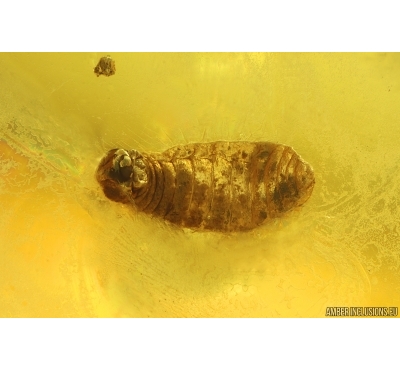 Ant Larva Hymenoptera. Fossil inclusion Baltic amber #15429