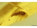 Ant Larva Hymenoptera. Fossil inclusion Baltic amber #15429