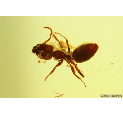 Nice Ant Hymenoptera. Fossil inclusion Baltic amber #15430