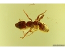 Nice Ant Hymenoptera. Fossil inclusion Baltic amber #15430