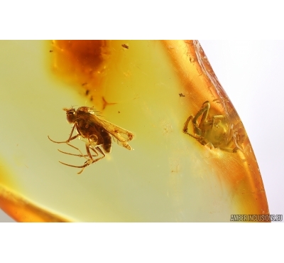 Long-legged fly Dolichopodidae and More. Fossil Inclusions Baltic amber #15431
