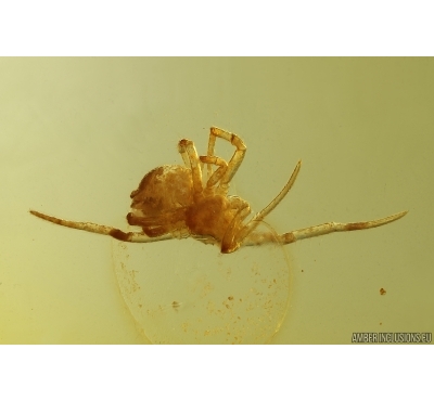 Spider Araneae Wasp Hymenoptera and More. Fossil inclusions in Baltic amber #15432