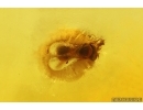Spider Araneae Wasp Hymenoptera and More. Fossil inclusions in Baltic amber #15432