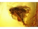 Spider Araneae Wasp Hymenoptera and More. Fossil inclusions in Baltic amber #15432