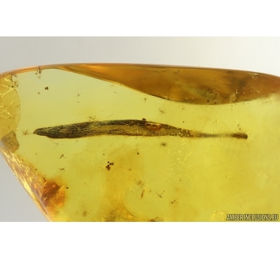 Nice Plant Leaf. Fossil inclusion in Baltic amber stone #15433