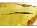 Nice Plant Leaf. Fossil inclusion in Baltic amber stone #15433
