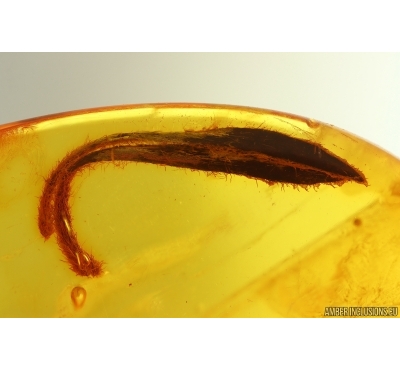 Nice Plant Leaf. Fossil inclusion in Baltic amber stone #15434