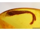 Nice Plant Leaf. Fossil inclusion in Baltic amber stone #15434