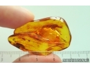 Spider Araneae. Fossil inclusion in Baltic amber #15435