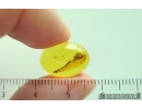Spider Araneae. Fossil inclusion in Baltic amber #15436