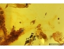 Aphid Aphidoidea in Spider Web! Fossil inclusions Baltic amber #15437