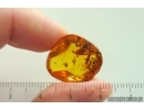 Aphid Aphidoidea in Spider Web! Fossil inclusions Baltic amber #15437