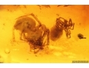 Two Spiders Araneae. Fossil inclusions Baltic amber #15438