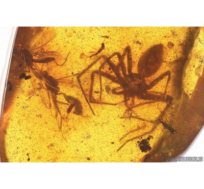 Spider Araneae with Wasp Hymenoptera and More. Fossil inclusions Baltic amber #15439
