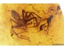 Spider Araneae with Wasp Hymenoptera and More. Fossil inclusions Baltic amber #15439