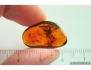 Spider Araneae with Wasp Hymenoptera and More. Fossil inclusions Baltic amber #15439