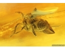 Wasp Hymenoptera. Fossil insect Baltic amber #15440