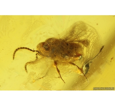 Wasp Hymenoptera. Fossil insect Baltic amber #15440