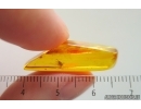 Wasp Hymenoptera. Fossil insect Baltic amber #15440
