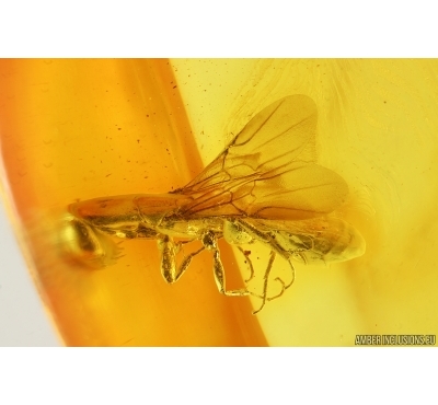Flat Wasp Bethylidae. Fossil inclusion Baltic amber #15441