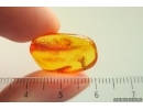 Flat Wasp Bethylidae. Fossil inclusion Baltic amber #15441