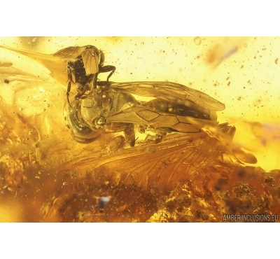 Wasp Hymenoptera and More. Fossil inclusions Ukrainian Rovno amber #15442R