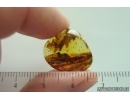 Wasp Hymenoptera and More. Fossil inclusions Ukrainian Rovno amber #15442R