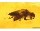 Rare Wasp Dryinidae. Fossil insect in Baltic amber #15443