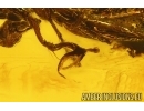 Rare Wasp Dryinidae. Fossil insect in Baltic amber #15443